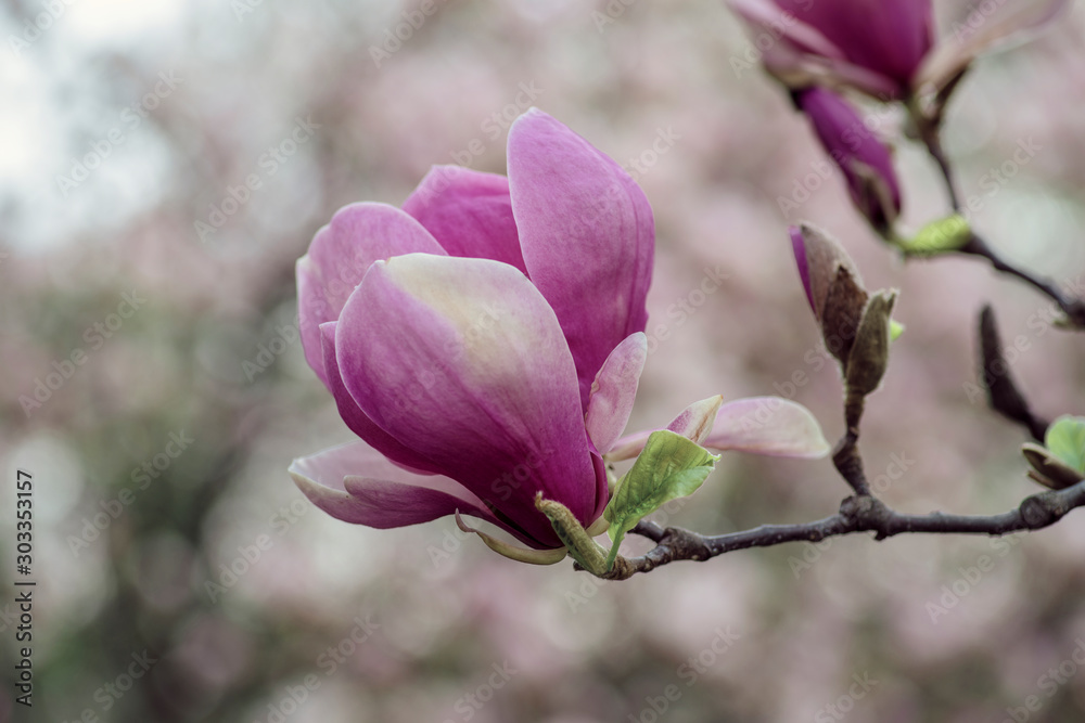 Pink magnolia flower close-up. Macro, young magnolia in Botanical Garden. Blossoms floral natural background.  Design for greeting card, calendar, poster or banner for flower shop. 