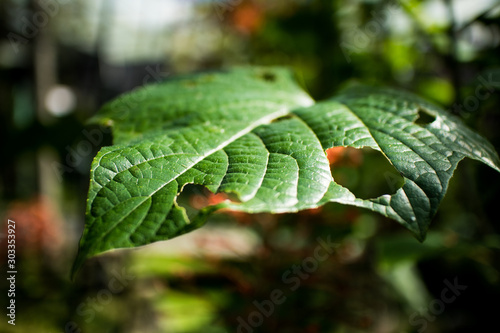 Holes on green leaf with natural light and background blur