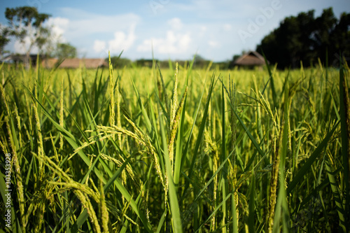 Paddy field in daylight with background blur blue sky