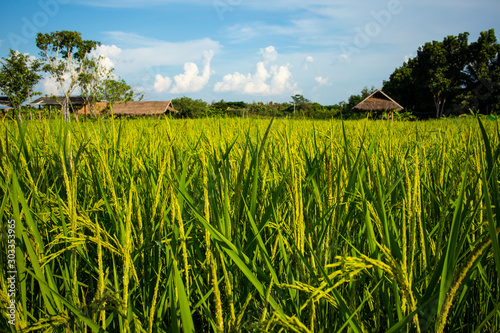 Paddy field with blue sky sunshine day and leaf huts in background