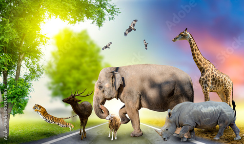 Wildlife Conservation Day Wild animals to the home. Or wildlife protection