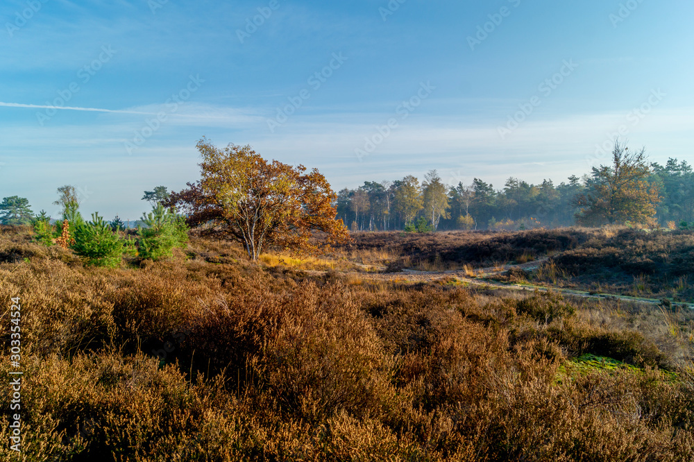moorland in autumn with tree and fields