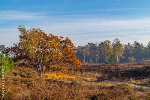 moorland landscape with tree in autumn