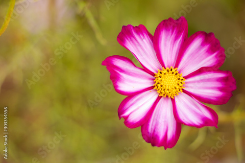 Beautiful pink and white color cosmos flower background