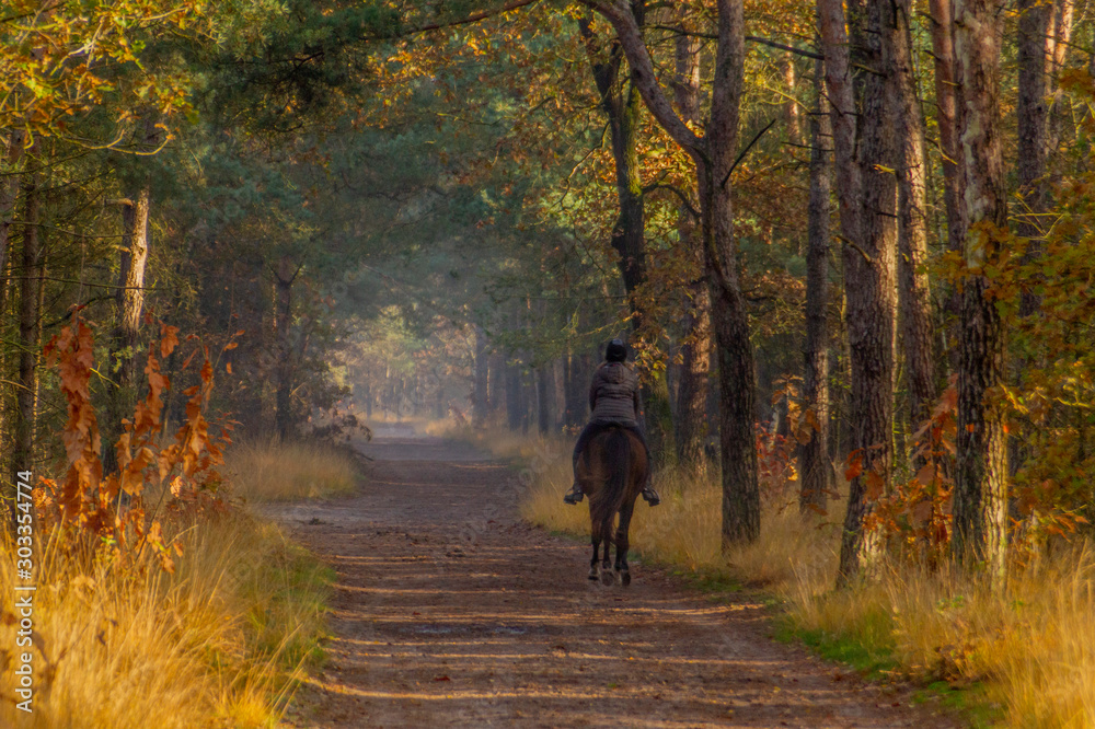 Autumn landscape with forest path and woman on a horse riding in the woods Autumn landscape with forest path and woman on a horse riding in the woods