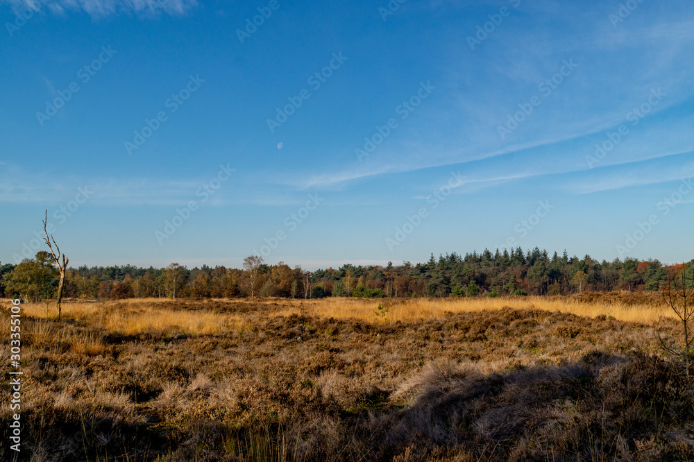 moorland landscape in autumn with moon