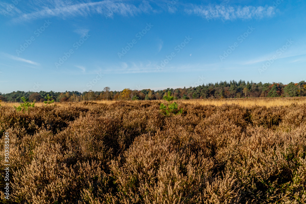 moorland landscape near Rucphen Netherlands in autumn
