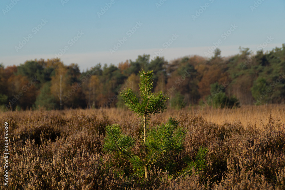 new tree in the moorlands 