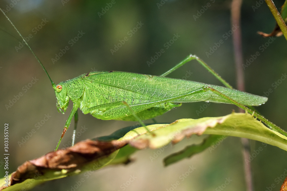 Green grasshopper on leaf.. Close-up. Macro insects world. Green grasshopper on leaf.. Close-up. Macro insects world.