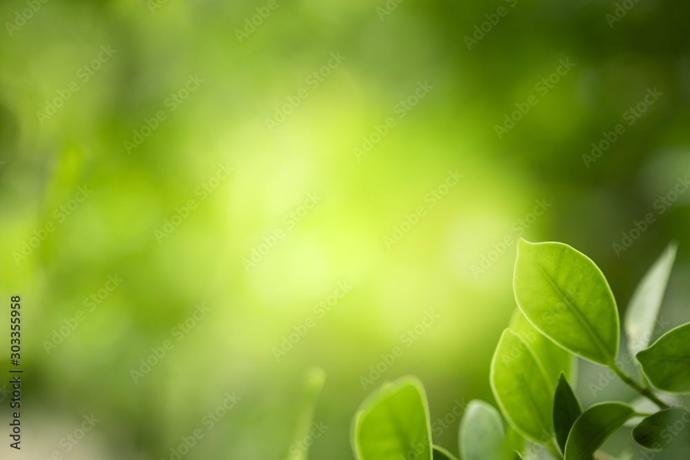 Closeup beautiful view of nature green leaves on blurred greenery tree background with sunlight in public garden park. It is landscape ecology and copy space for wallpaper and backdrop. Closeup beautiful view of nature green leaves on blurred greenery tree background with sunlight in public garden park. It is landscape ecology and copy space for wallpaper and backdrop.