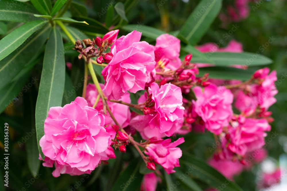 Lovely blooming bright pink oleander flowers with green leaves. Prolific large pink Oleander shrub produces loads of fragrant pink flowers contrasting with green leaves. Lovely blooming bright pink oleander flowers with green leaves. Prolific large pink Oleander shrub produces loads of fragrant pink flowers contrasting with green leaves.
