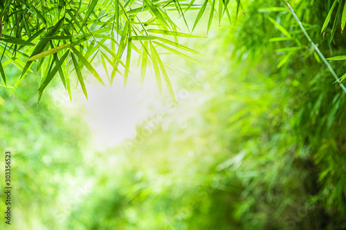 Closeup beautiful view of nature green bamboo leaf on greenery blurred background with sunlight and copy space. It is use for natural ecology summer background and fresh wallpaper concept.