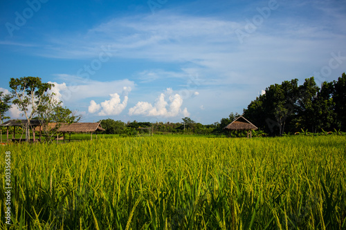 Paddy field on sunshine day with leaf huts and blue sky in background