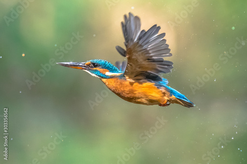 Common European Kingfisher Flying