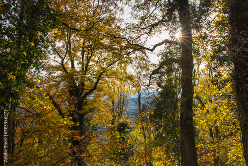 Herbstwald bei der Haut-Koenigsbourg in den Vogesen in Frankreich © Tanja Voigt 