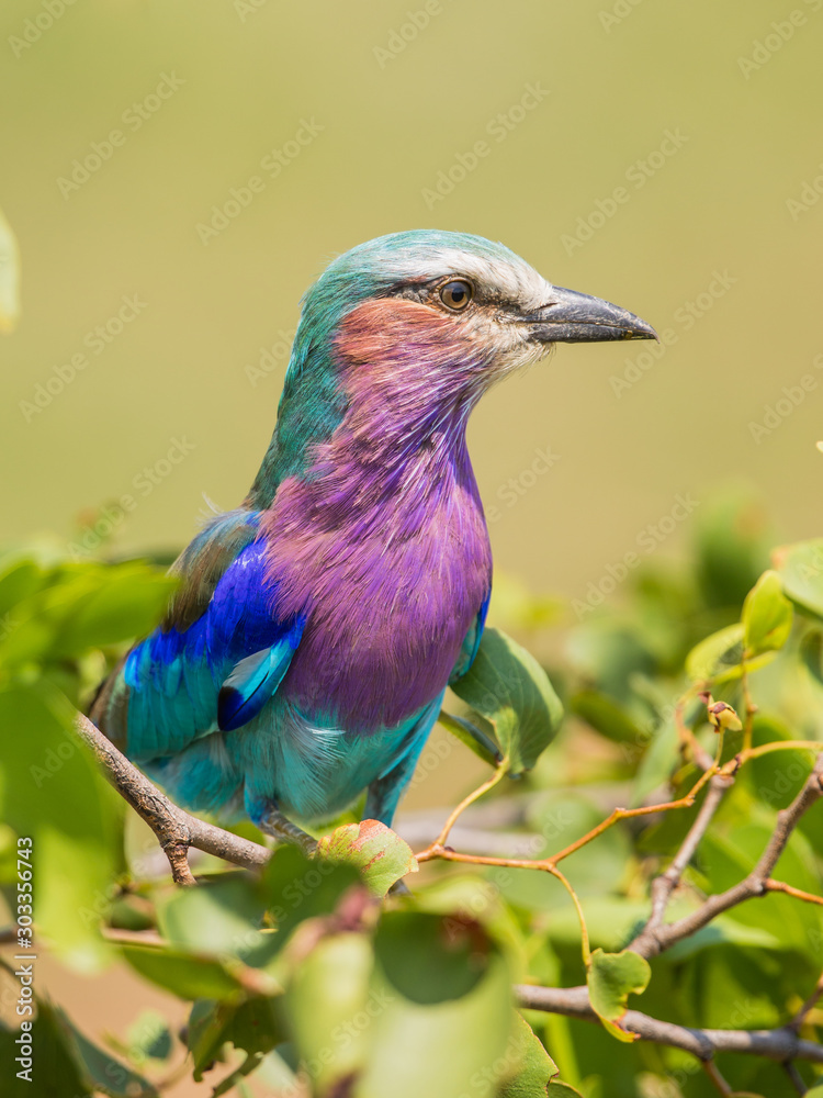 Fototapeta premium Lilac breasted roller perched in bush
