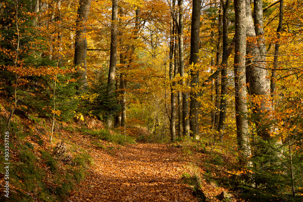 Herbstwald bei der Haut-Koenigsbourg in den Vogesen in Frankreich Herbstwald bei der Haut-Koenigsbourg in den Vogesen in Frankreich