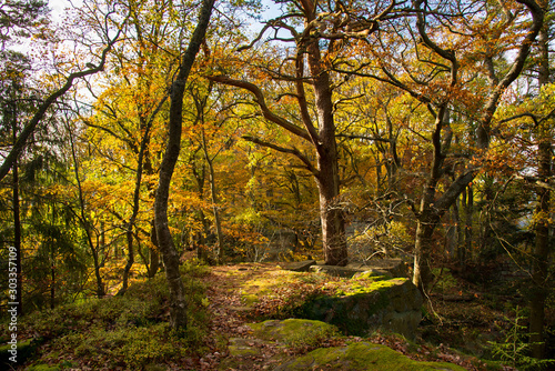 Herbstwald bei der Haut-Koenigsbourg in den Vogesen in Frankreich