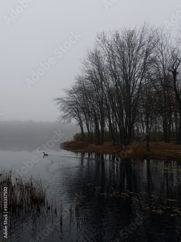 lake and trees in fog 