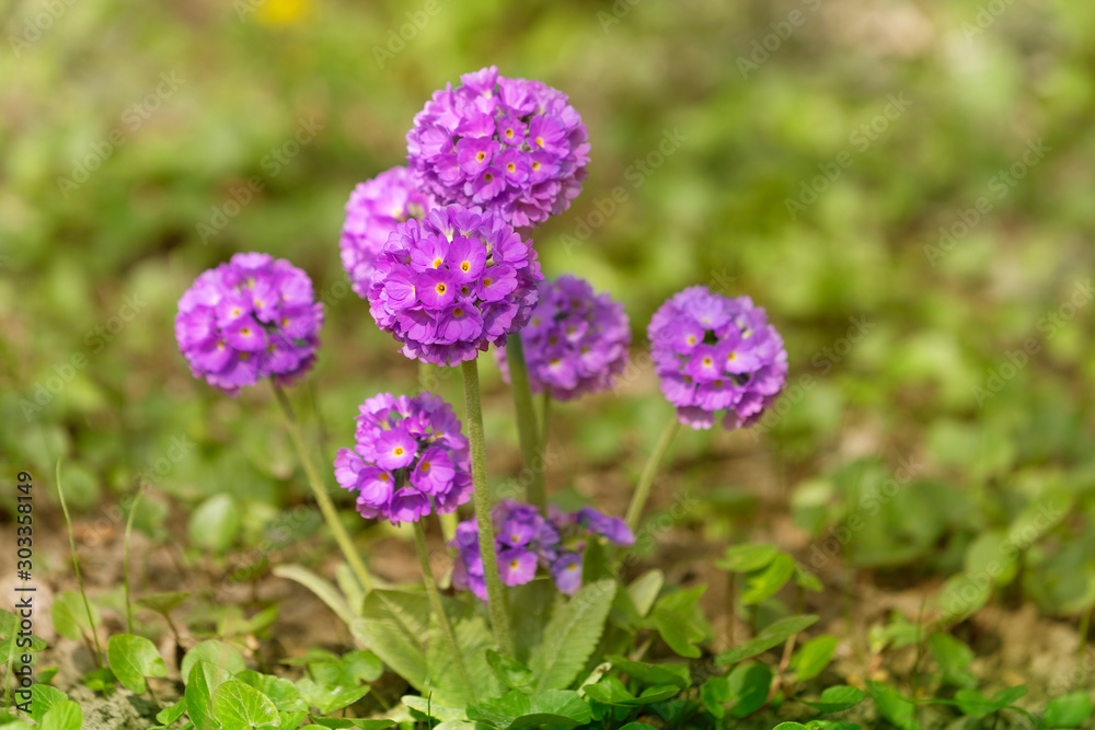 Purple flowers of Primula denticulata (Drumstick Primula). Purple flowers of Primula denticulata (Drumstick Primula).