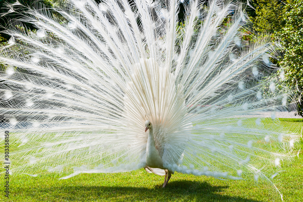 White Peacock showing off in the gardens on Isola Bella, Lake Maggiore in Italy