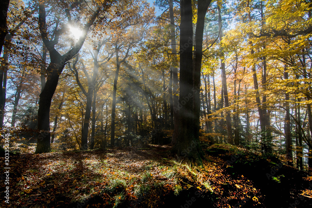 Herbstwald bei der Haut-Koenigsbourg in den Vogesen in Frankreich