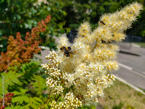 False spiraea or Sorbaria sorbifolia flowers. Closeup flower in summer garden. photo