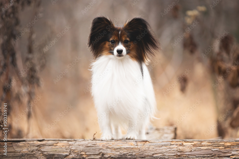 Obraz premium Portrait of Papillon dog standing in the forest. Beautiful and happy Continental toy spaniel
