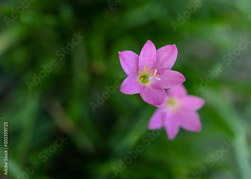 pink flower on green background 