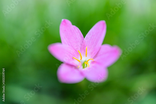 pink flower on green background 