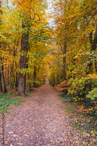 Herbst im Park.