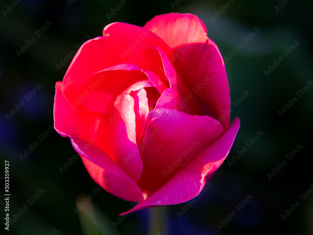 blurry background and gorgeous tulips close-up view