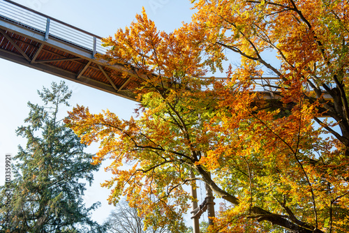 Treetop path through the mixed forest at the Beelitz near Berlin in Germany, view from below to the supports and wooden planks. Autumn trees. photo