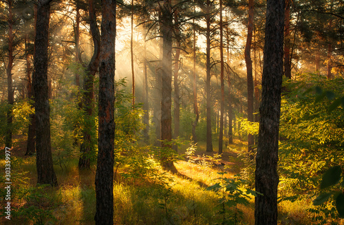 Walk in the woods. Pleasant  weather. Sun rays play in the branches of trees.  © Mykhailo