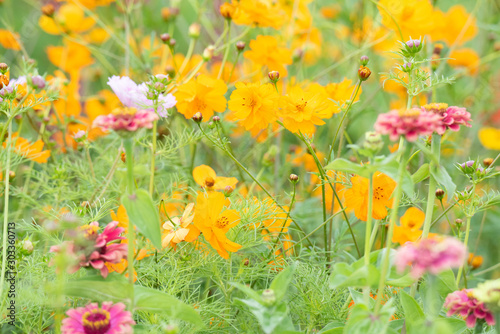 Flowers in the garden