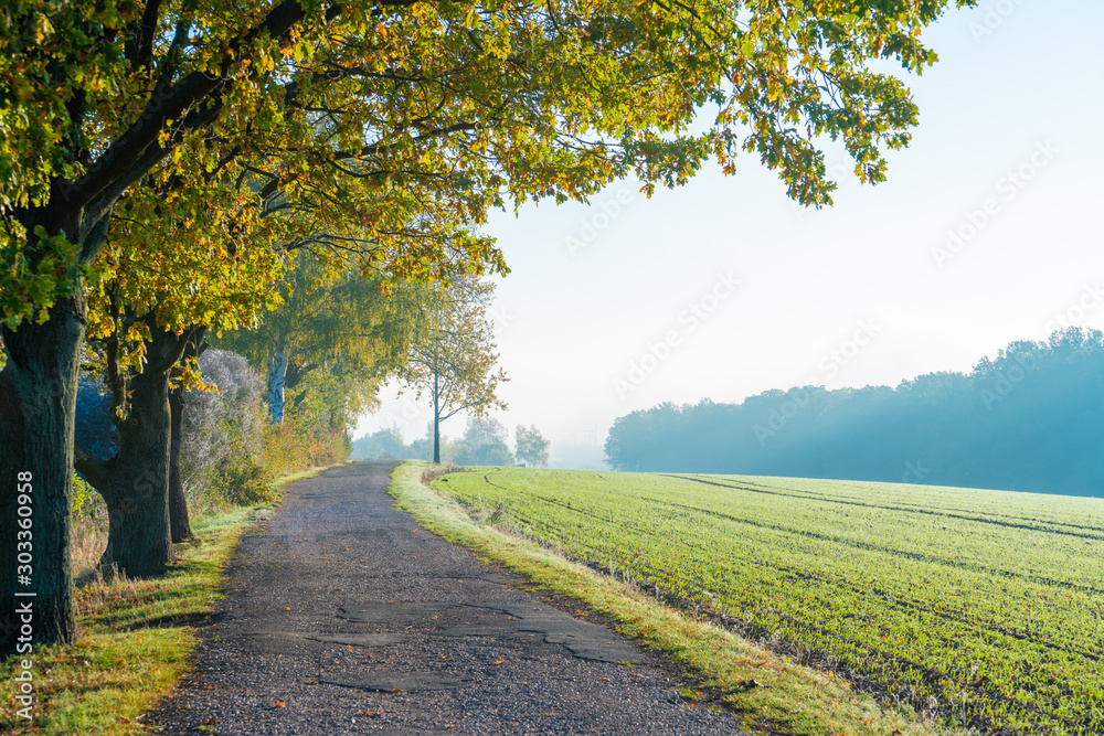 Naklejka premium Tree in a meadow on a foggy morning