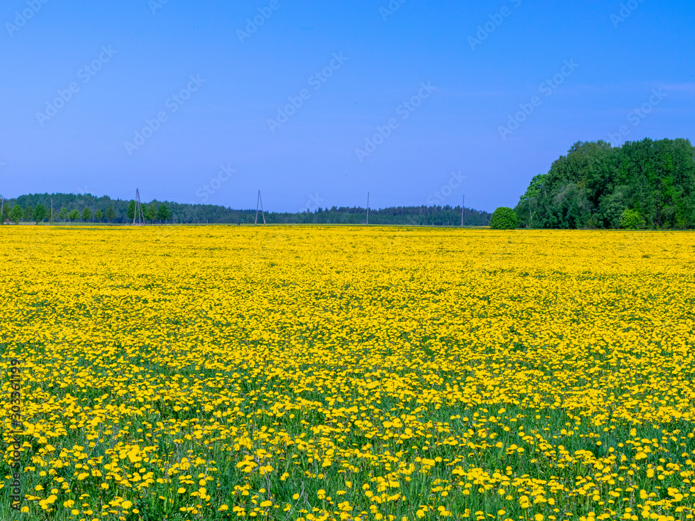 Fototapeta premium beautiful landscape with yellow dandelion field