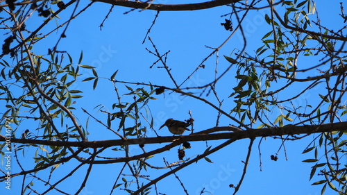 ave pequeña en un árbol con comida en la boca, camarasa, lerida, españa, europa