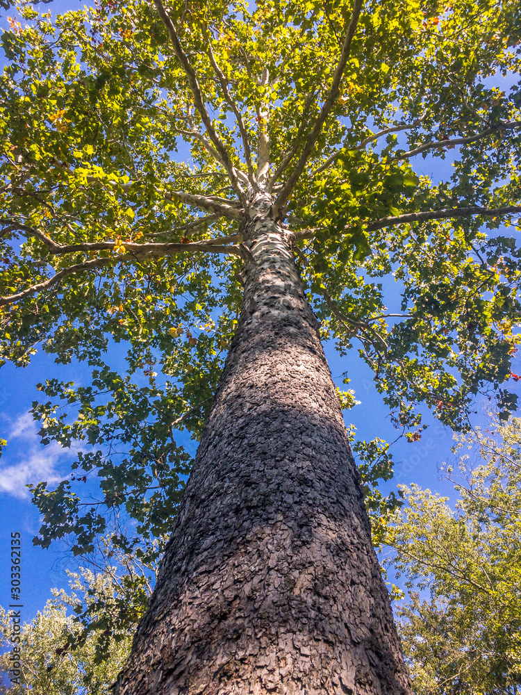 Fototapeta premium Looking up stnaing under the tree