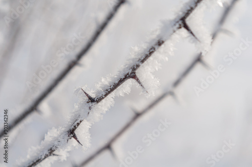 Wallpaper Mural Frost on prickly fragile twig. Blurred background. Torontodigital.ca