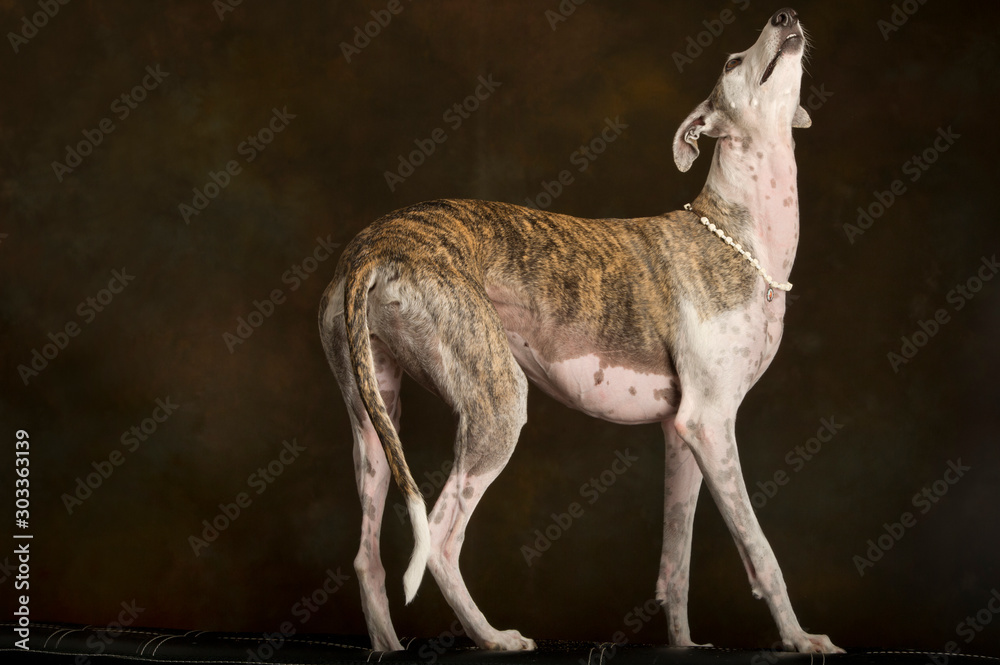White and brindle greyhound standing on top of a bench White and brindle greyhound standing on top of a bench