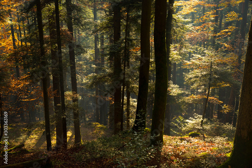 Felsenwald von Dabo in den Vogesen © Tanja Voigt 