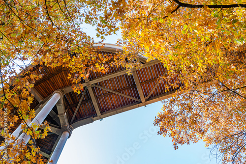 Treetop path through the mixed forest at the Beelitz near Berlin in Germany, view from below to the supports and wooden planks. Autumn trees. photo