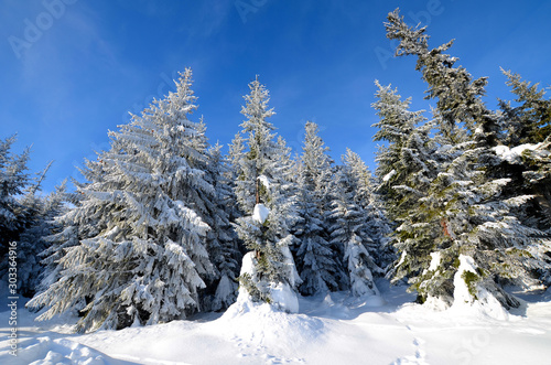 Zimowy las w górach  © Artur Henryk