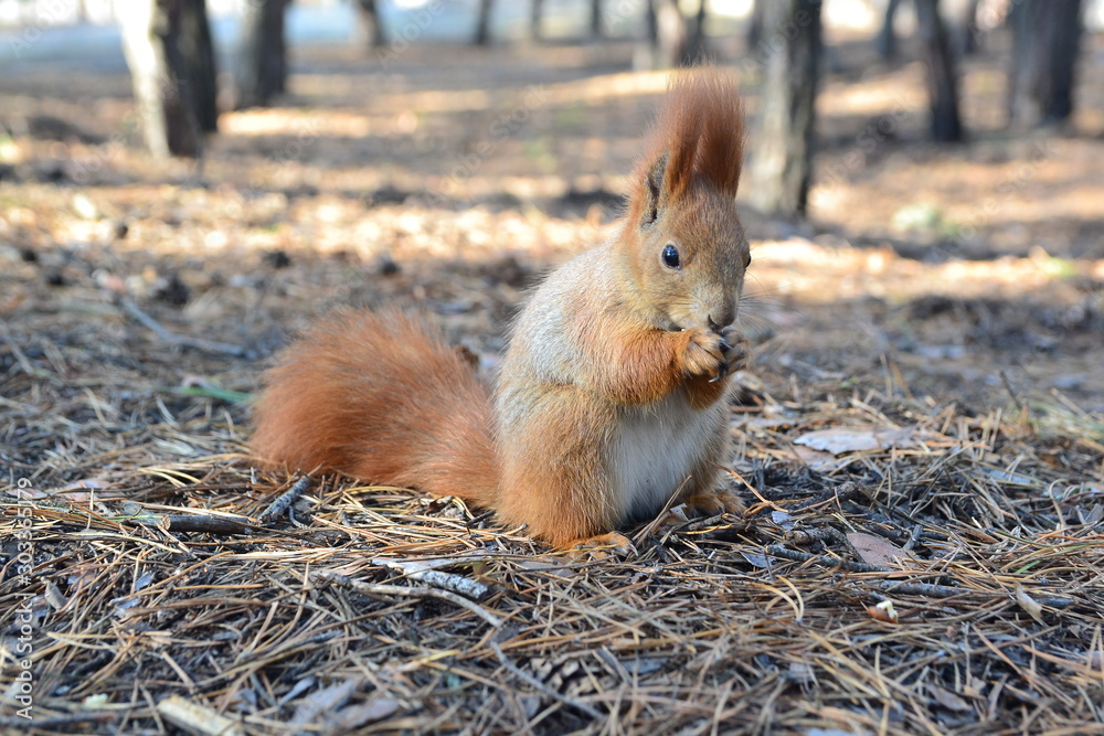 Squirrel with a nut in the forest. Squirrel in the autumn forest.