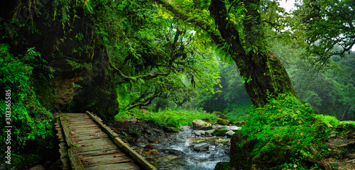 Fototapeta Naklejka Na Ścianę i Meble -  Tropical jungles of Southeast Asia in august