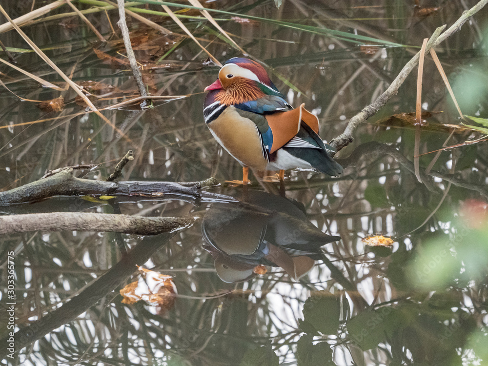 Fotografie Canard mandarin mâle