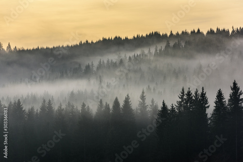 Fog above pine forests. Misty morning view in wet mountain area.  © krstrbrt