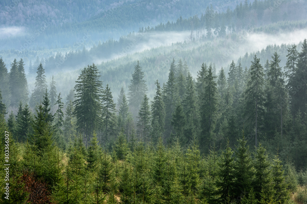 Fog above pine forests. Detail of dense pine forest in morning mist. - obrazy, fototapety, plakaty 