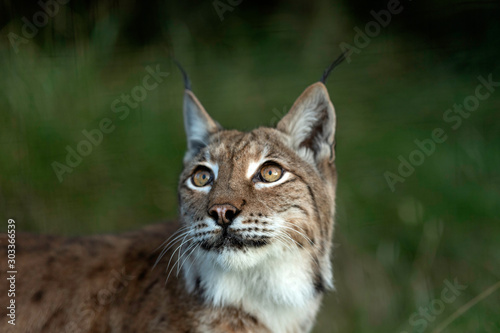 Eurasian Lynx © Colin